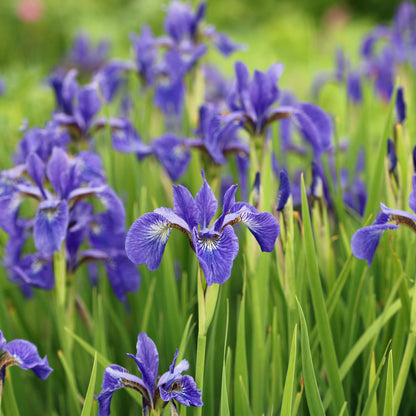 Iris Seeds