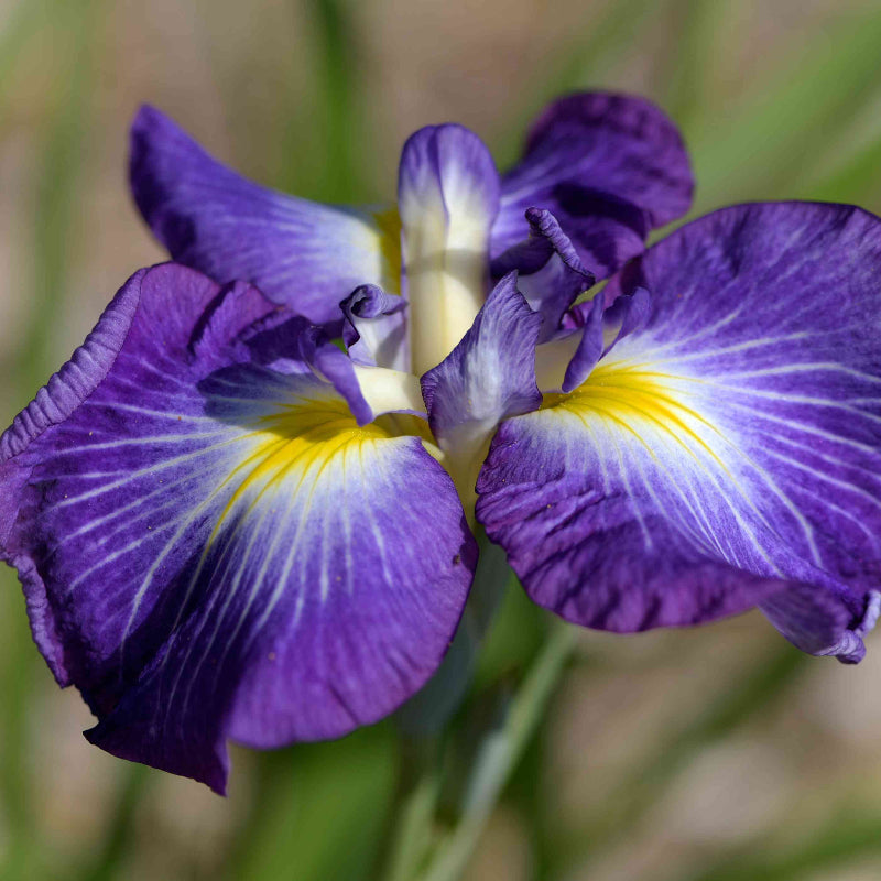 Iris Seeds