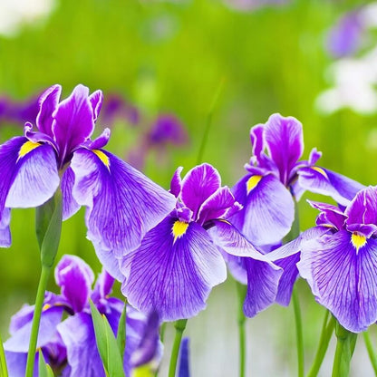 Iris Seeds