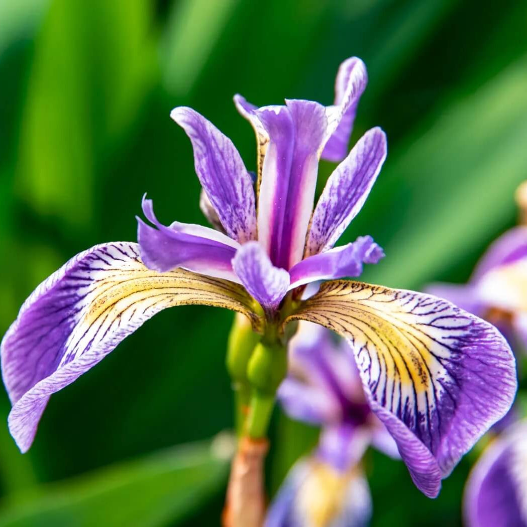Iris Seeds