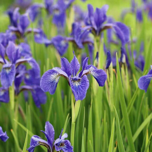 Iris Seeds - Flower Plant