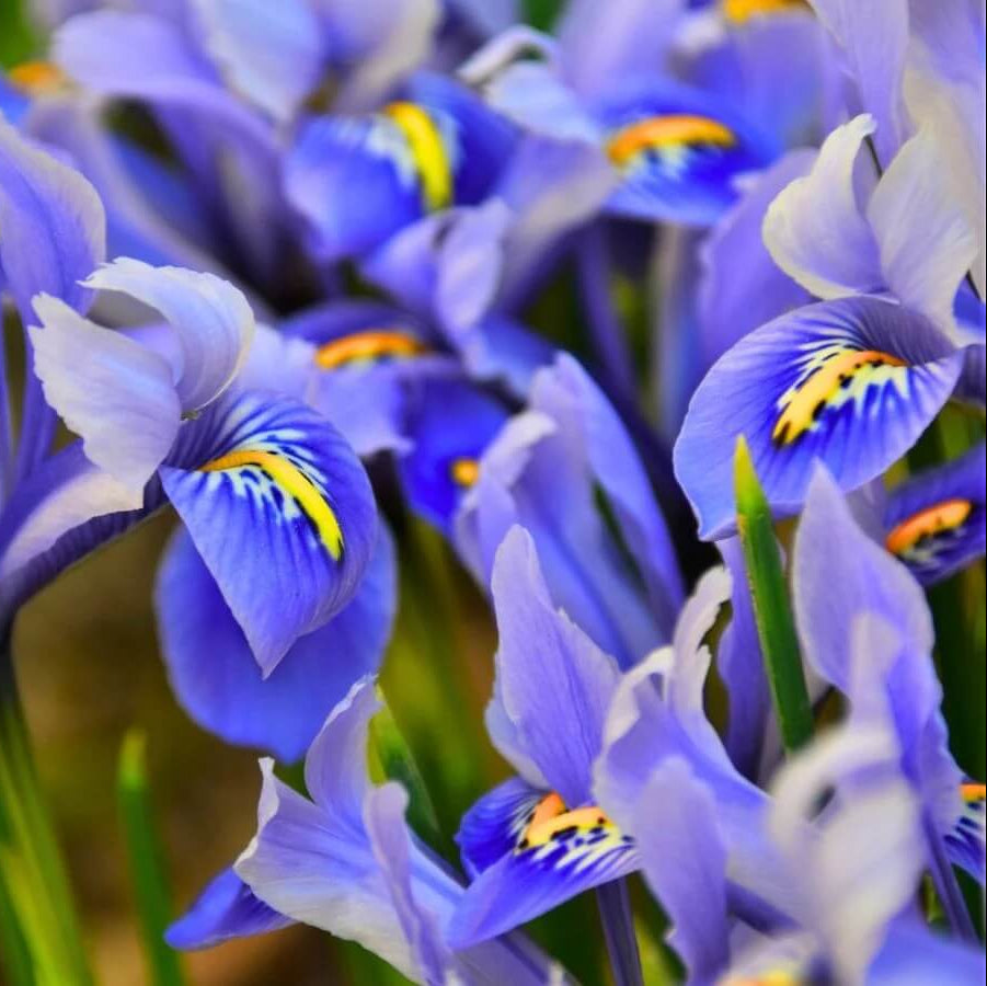Iris Seeds - Flower Plant