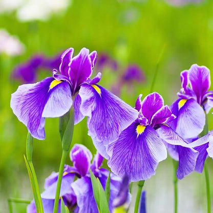 Iris Seeds - Flower Plant