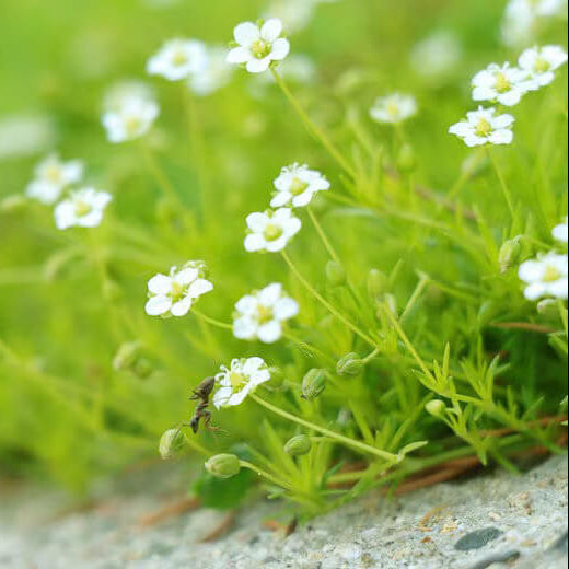 Irish Moss Seeds - Flower Plant