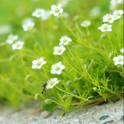 Irish Moss Seeds - Flower Plant