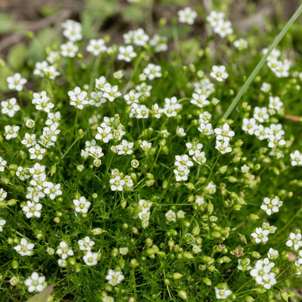 Irish Moss Seeds - Flower Plant