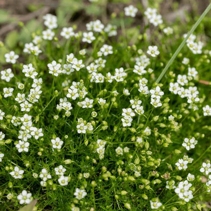 Irish Moss Seeds - Flower Plant