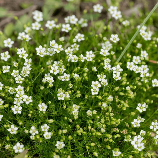 Irish Moss Seeds - Flower Plant