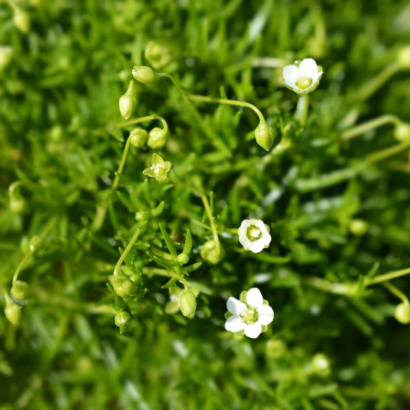 Irish Moss Seeds 