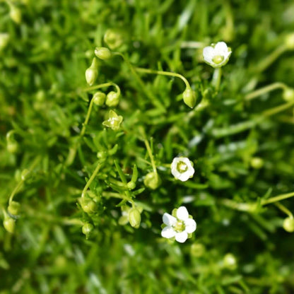 Irish Moss Seeds 