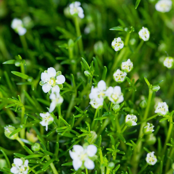 Irish Moss Seeds - Flower Plant