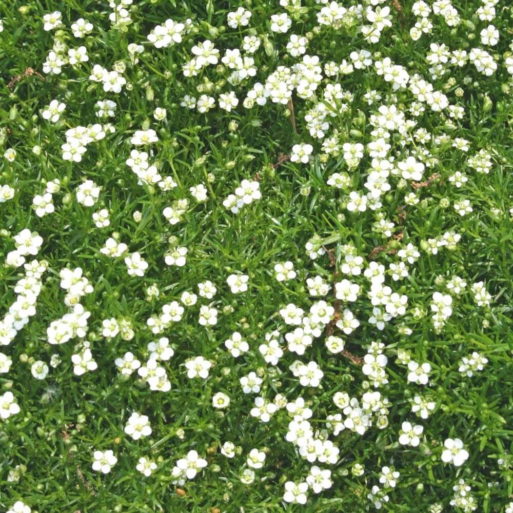 Irish Moss Seeds 