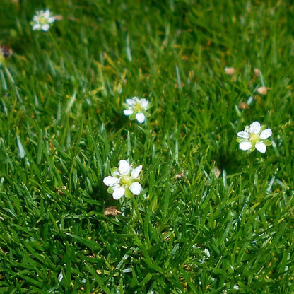 Irish Moss Seeds 