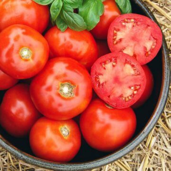 Iron Lady Tomato Seeds - Vegetable Plant
