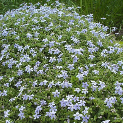 Isotoma Fluviatilis Seeds
