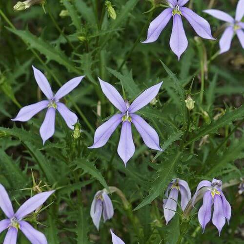 Isotoma Seeds