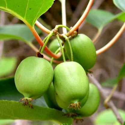 Issai Kiwi Seeds 
