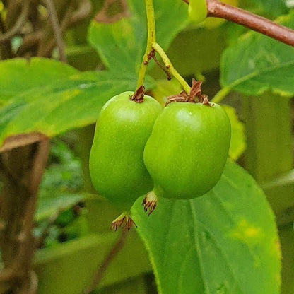Issai Kiwi Seeds 