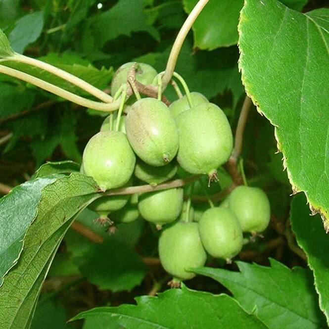 Issai Kiwi Seeds 