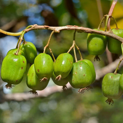 Issai Kiwi Seeds 
