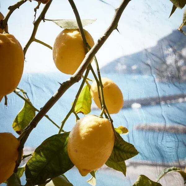 Italian Amalfi Lemon Seeds