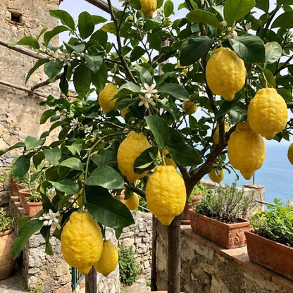 Italian Amalfi Lemon Seeds