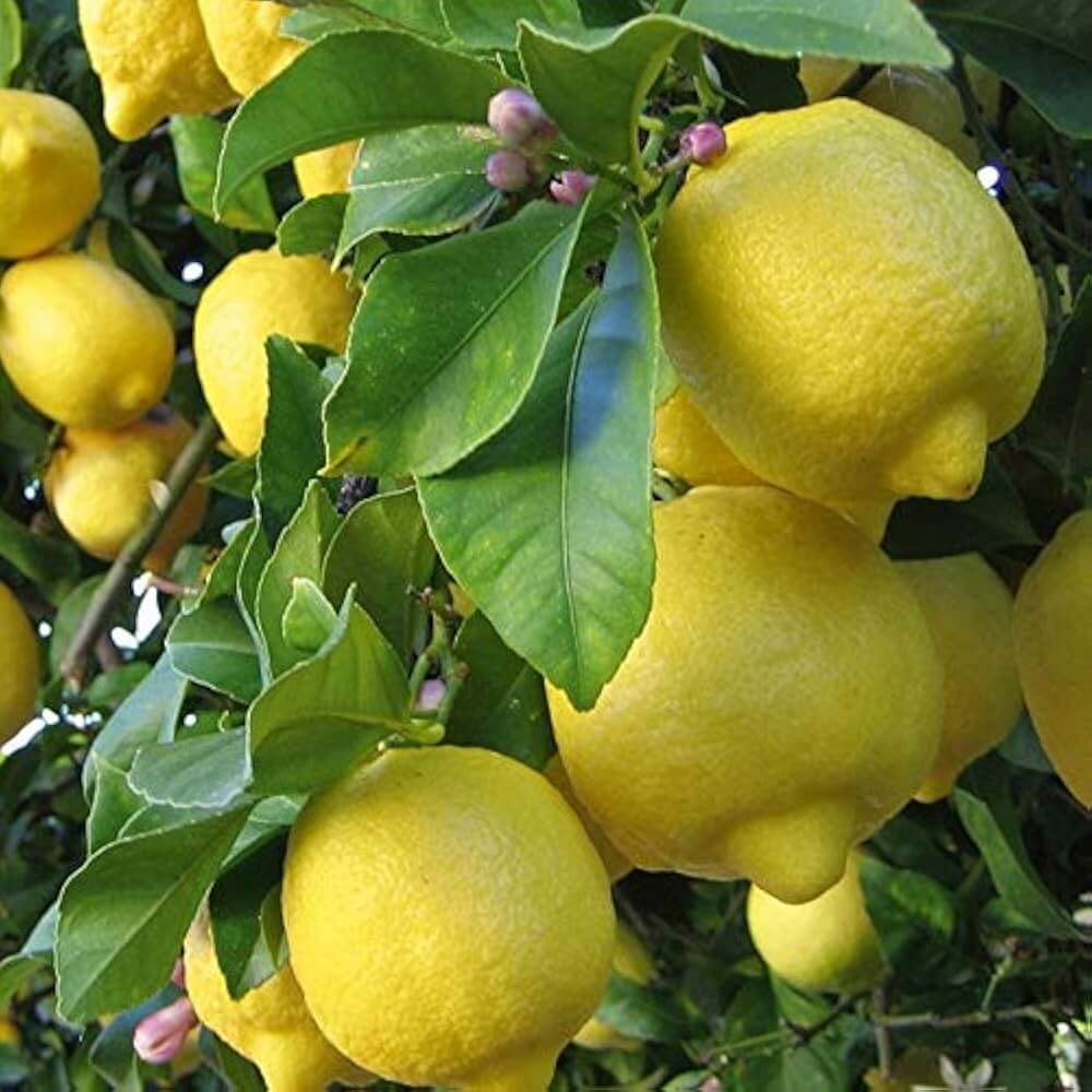Italian Amalfi Lemon Seeds