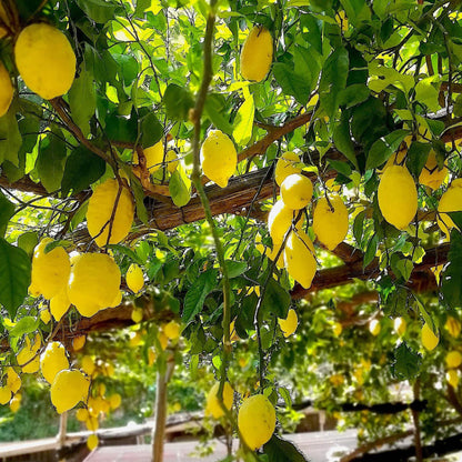 Italian Amalfi Lemon Seeds