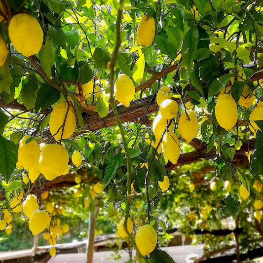 Italian Amalfi Lemon Seeds