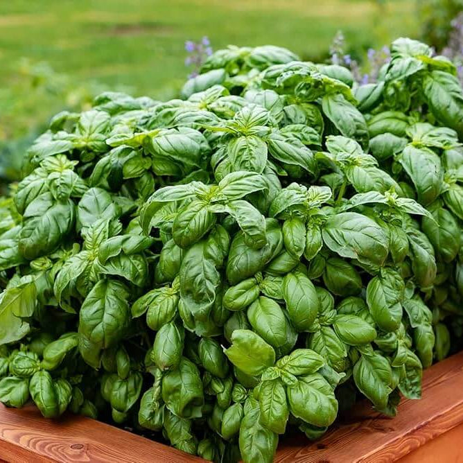 Italian Basil Herb Seeds - Herbal Plant