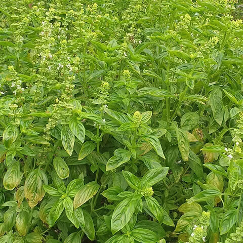 Italian Basil Herb Seeds - Herbal Plant