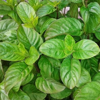 Italian Basil Herb Seeds - Herbal Plant