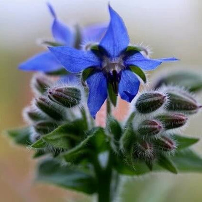 Italian Borage Seeds 