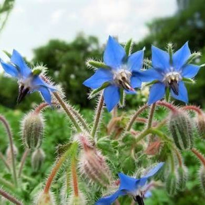Italian Borage Seeds 