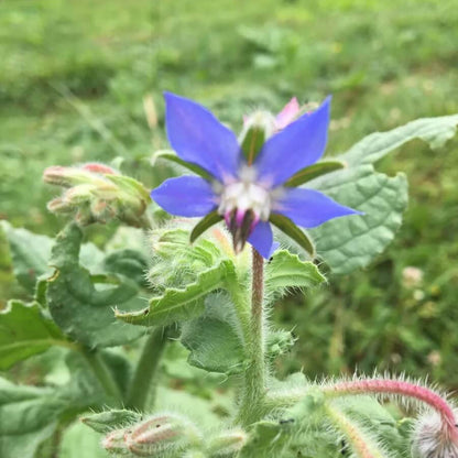 Italian Borage Seeds 