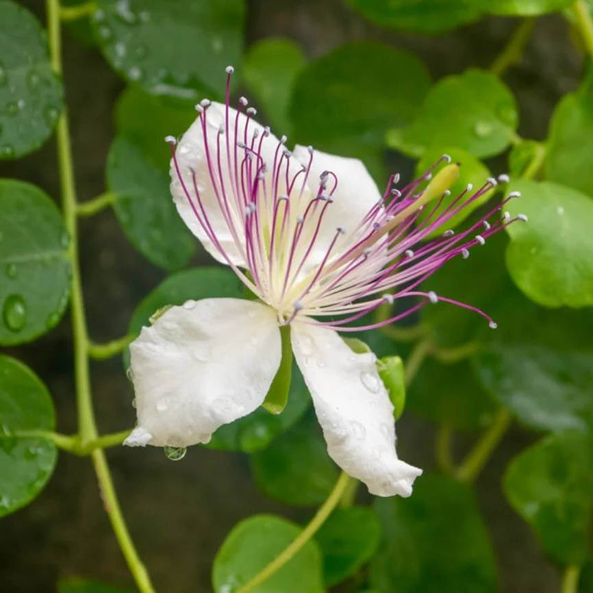 Italian Caper Seeds