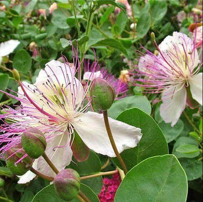 Italian Caper Seeds