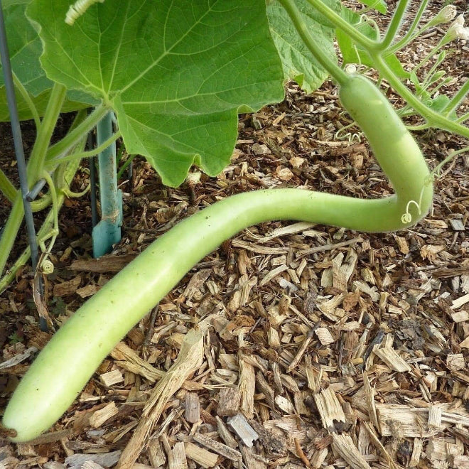 Italian Edible Gourd Seeds 