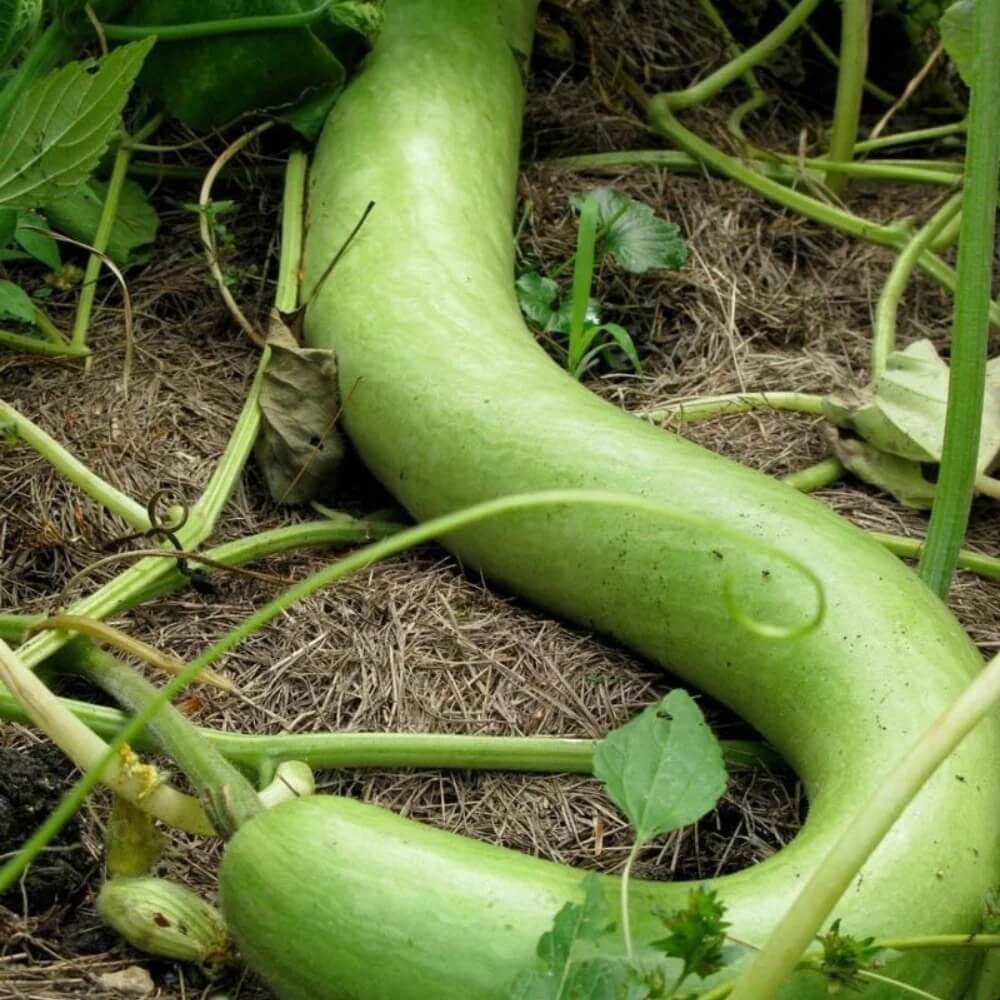 Italian Edible Gourd Seeds 
