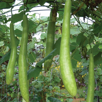 Italian Edible Gourd Seeds 