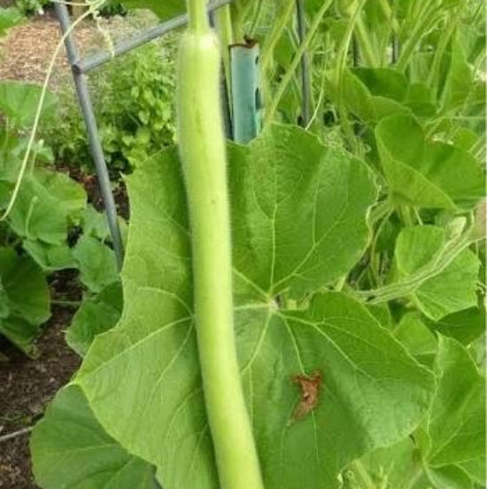 Italian Edible Gourd Seeds 