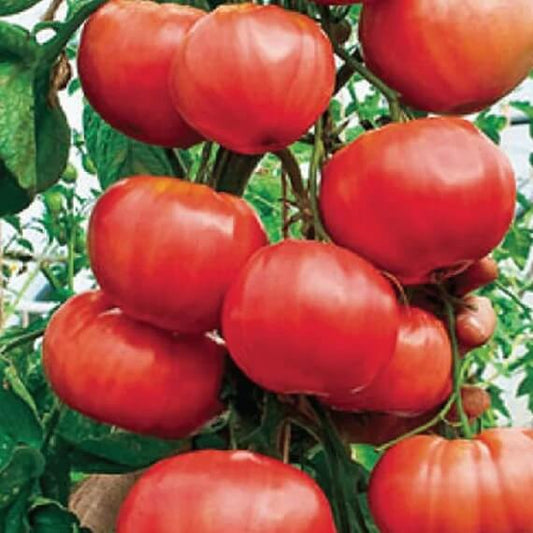 Italian Heirloom Tomato Seeds - Vegetable Plant