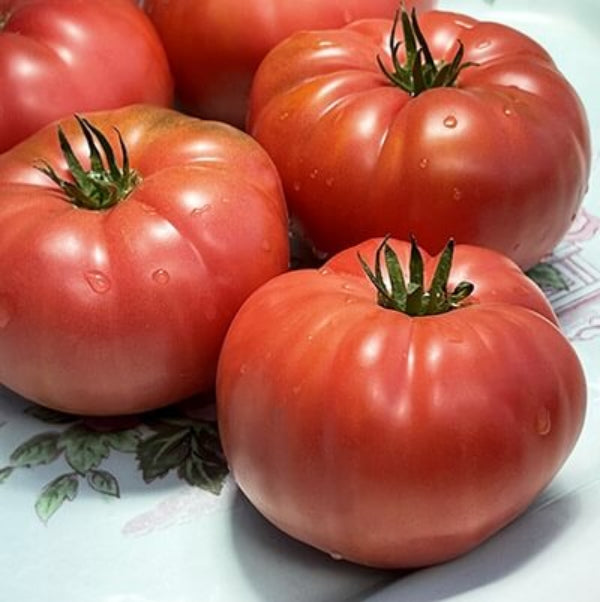 Italian Heirloom Tomato Seeds - Vegetable Plant