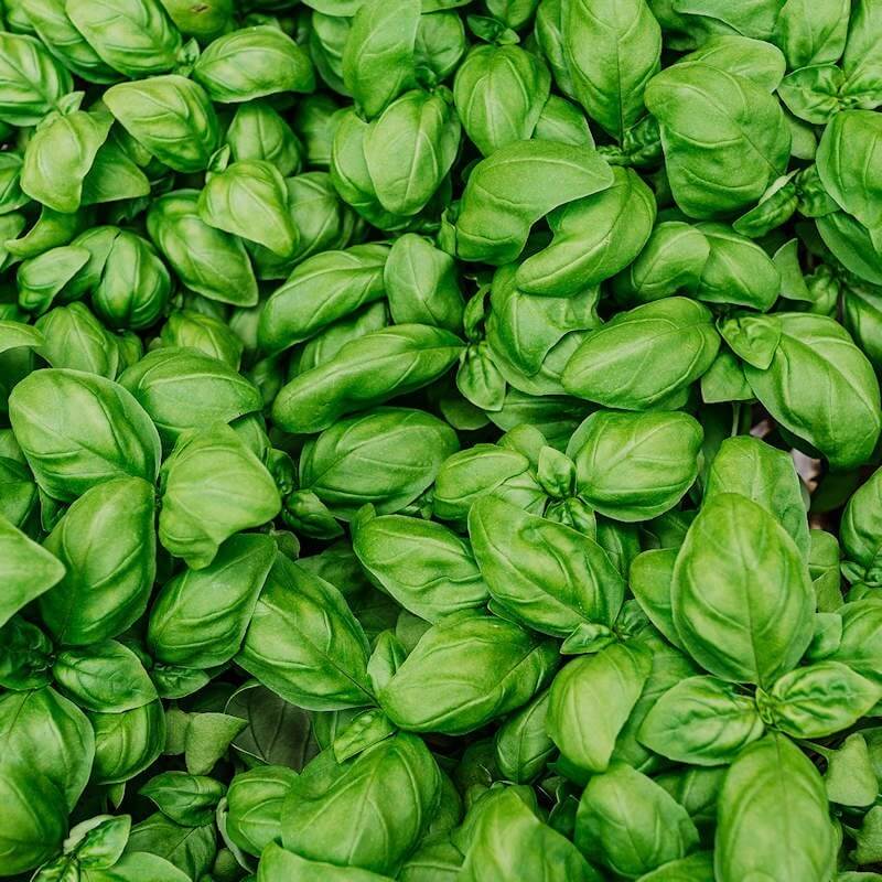 Italian Large Leaf Basil Seeds - Herbal Plant