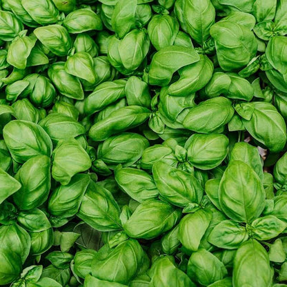 Italian Large Leaf Basil Seeds - Herbal Plant
