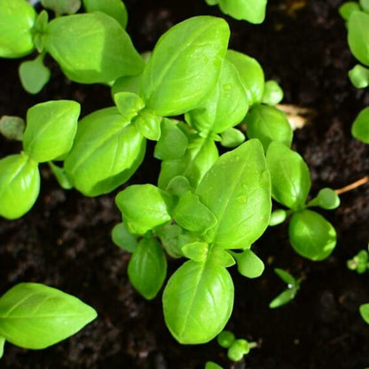 Italian Large Leaf Basil Seeds - Herbal Plant