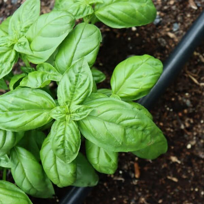 Italian Large Leaf Basil Seeds - Herbal Plant