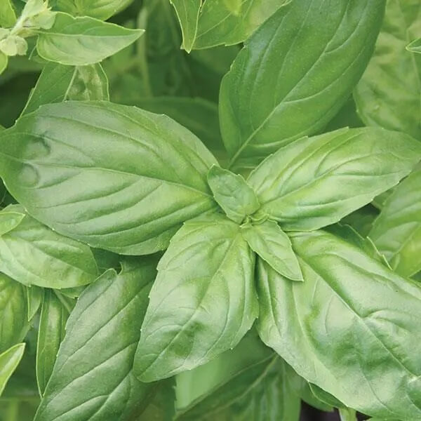 Italian Large Leaf Basil Seeds - Herbal Plant
