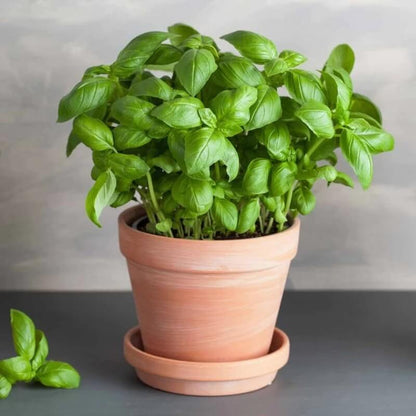 Italian Large Leaf Basil Seeds - Herbal Plant