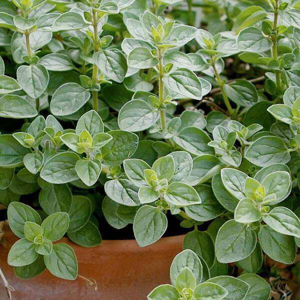 Italian Oregano Seeds - Herbal Plant